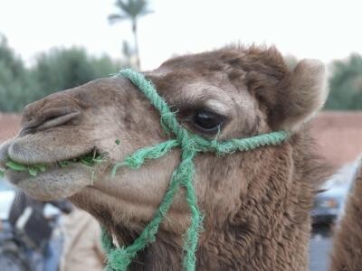 <p>von links:&#160; </p>