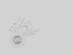 Bild (Herren I) Meister der Bezirksliga und Aufstieg in die Landesliga. Die 1.Herrenmannschaft der SFG von links nach rechts: Bernhard Schaub, Michael Mang, Patrick Krämer und Wolfgang Fien. Vorne Timo Udri und Oliver Haas.